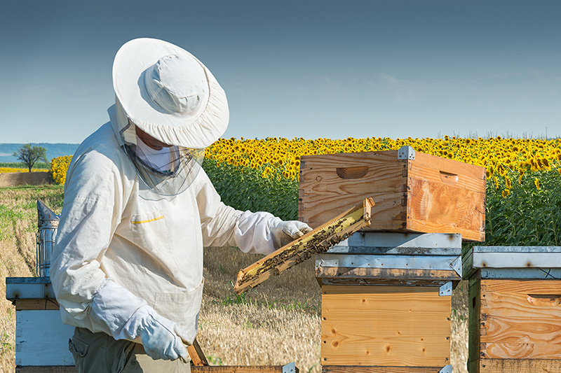 蜂蜜大科普！不信你全都知道！